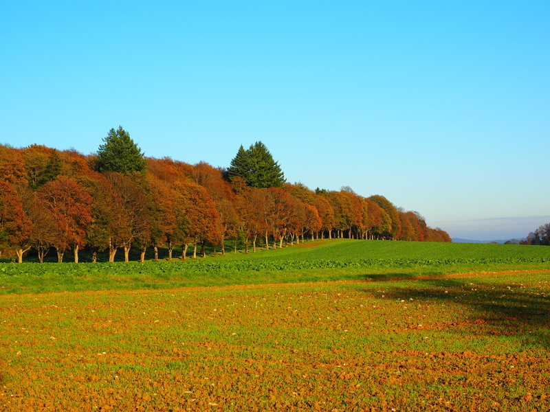 outdoors, grass, photography, no people, field, blue, yellow, tranquility, sky, green manure, meadow, oilseed rape, autumn, trees, landscape, lewat, land