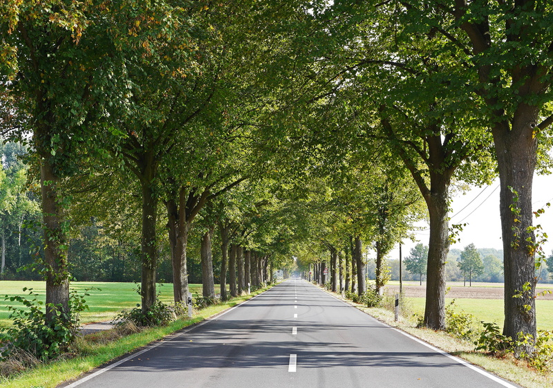 no People, Münsterland, nature, prince, arable land, city, tranquility, north rhine westphalia, road marking, outdoors, green Color, transportation, tree