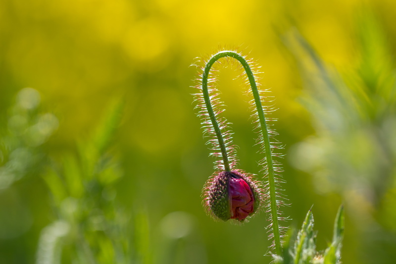 canon, iso_speed, ƒ / 3, exif, poppy, country, 5K, countryside, nature, green Color, 760d, macro, city, f/2, model, makro, geo, bud, close-up, camera