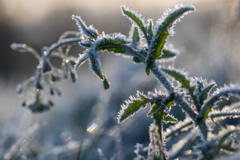 snow, 5K, green, geo:location, country, canon eos, aperture, f/2, macro, city, ƒ / 4, exif, cold world, season, mm, geo, camera, canon, Söderslätt, green plant