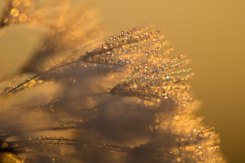 camera, canon eos, iso_speed, state, drop, Söderslätt, macro, backgrounds, drops, focal_length, ƒ / 4, country, geo, model, makro, dagg, 760d, dew, geo:location