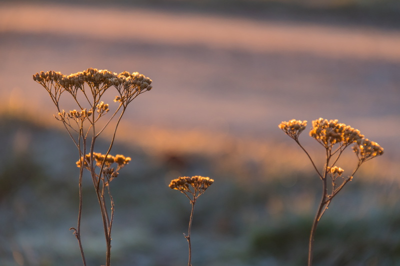 nature, Söderslätt, selective, daytime, meadow, photography, summer, outdoors, yellow, In the morning, sunrise, focus, plant, Åby, the morning light, selective focus
