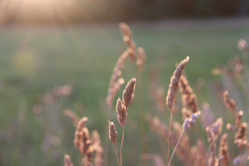 close up, Last light, Söderslätt, photo, brown, meadow, leaf, grass, summer, 5K, sunrise, nature, Explore, plant, close, sunrise  sunset, outdoors
