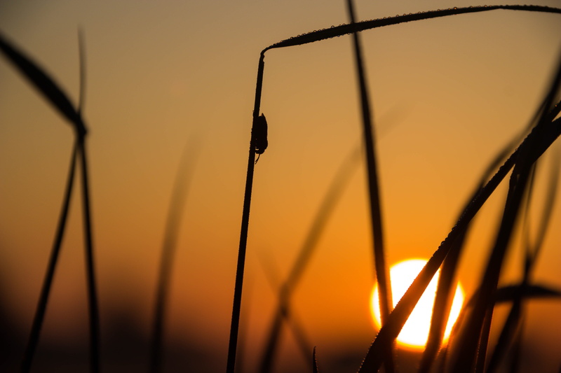 grass, small, 5K, sunrise, leaf, landscape, dawn, crawling, Söderslätt, silhouette, Grand Prix, gräs, insect, landskap, liten, plant, sunset, nature, countryside