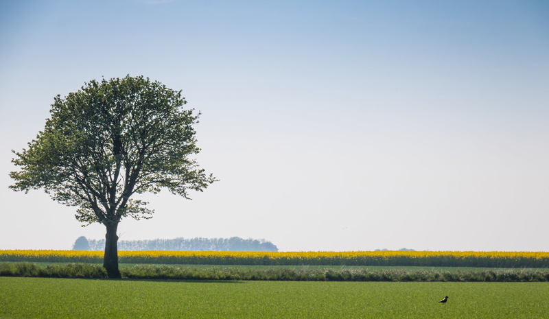 landskap, day, blue, 5K, countryside, nature, outdoors, grass, träd, Söderslätt, agriculture, Solitude, tree, landscape, rural Scene, covered, field