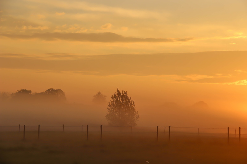 sunset, tree, sunrise - Dawn, fence, Landscape, Landskap, scenics, Morning, 5K, mist, dawn, silhouette, fog, dimma, outdoors, Söderslätt, nature, brown