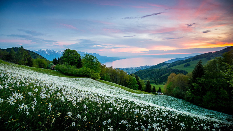 idyllic, non-urban scene, tranquil scene, plant, rock, forest, tranquility, nature, way, sunset, travel, vacation, park, beauty in nature, growth, scenics - nature