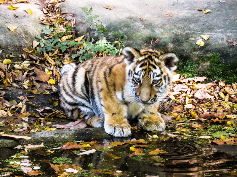 nature, animal world, feline, body, brown, small, animals in the wild, no people, vertebrate, outdoors, plant part, water, plant, animal themes, cute, alone