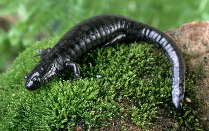 Amphibians, Newt, 1080P
