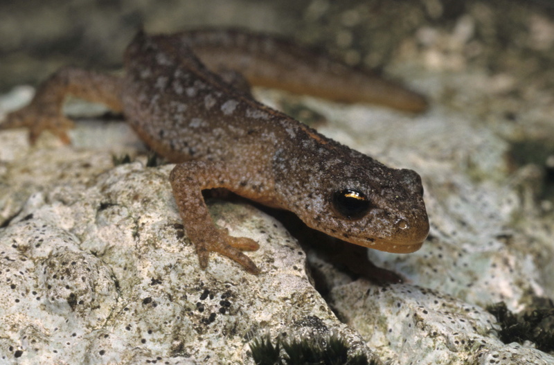 5K, brown, animal, small, solid, newt, stone, animals In The Wild, vertebrate, animal themes, focus on foreground, animal body part, reptile, lizard, textured