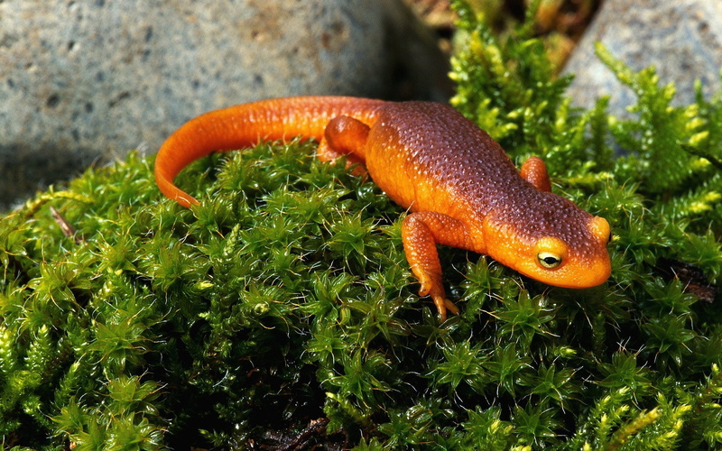 Amphibians, Newt, 1080P