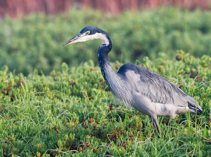 day, stork, field, animal themes, side view, focus on foreground, bird, white, profile view, crowned, 4K, heron, green, beak, feathers, water bird, crane