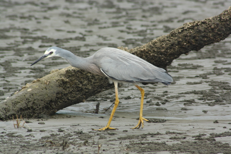 day, beak, one animal, aves, animal neck, feathers, mud, side view, profile view, vertebrate, 4K, water, animal themes, focus on foreground, white, animals in the wild