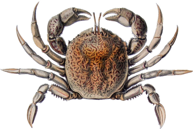 public domain, animals in the wild, 720P, studio shot, drawing, animal themes, species, one animal, white Background, arachnid, america, south, marine