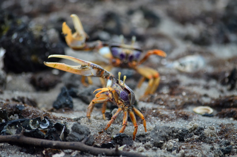 no people, focus on foreground, zoology, crustacean, solid, tongs, park akanda, rock - object, outdoors, selective focus, animal themes, gabon, day, crab