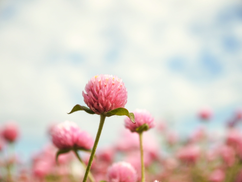 plant, nature, pink, flower Head, pink Color, 4K, shot, outdoors, flower, summer, beauty In Nature, close-up, macro