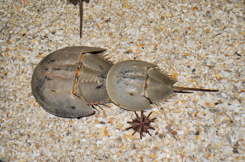 marine arthropods, crab, animals in the wild, tampa aquarium, animal themes, the moluccas crab, high angle view, aquarium, sea, 4K, beach, animal wildlife