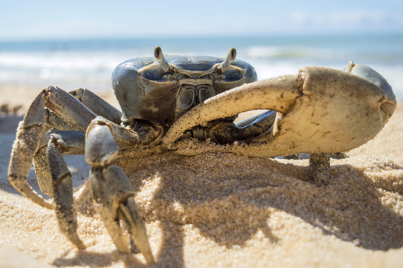 iguana, water, bone, animal wildlife, land, vertebrate, marine, surface level, 5K, Blue Crab, nature, sand, blue, wildlife, no people, one animal, sea