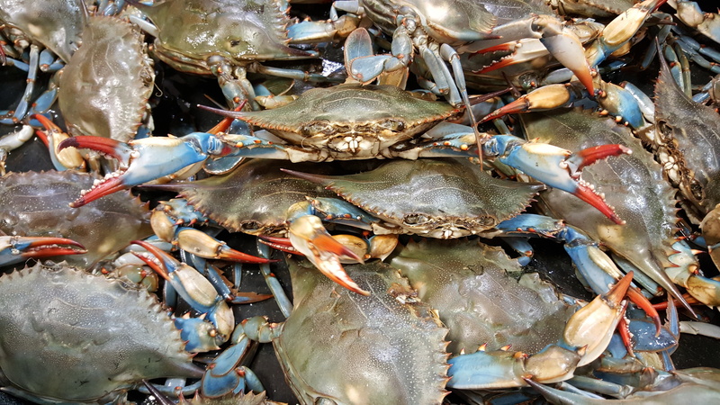 raw food, prawn, sale, shell, large group of animals, lot, 5K, animal wildlife, fish market, wellbeing, full frame, shellfish, live, food, retail, close-up
