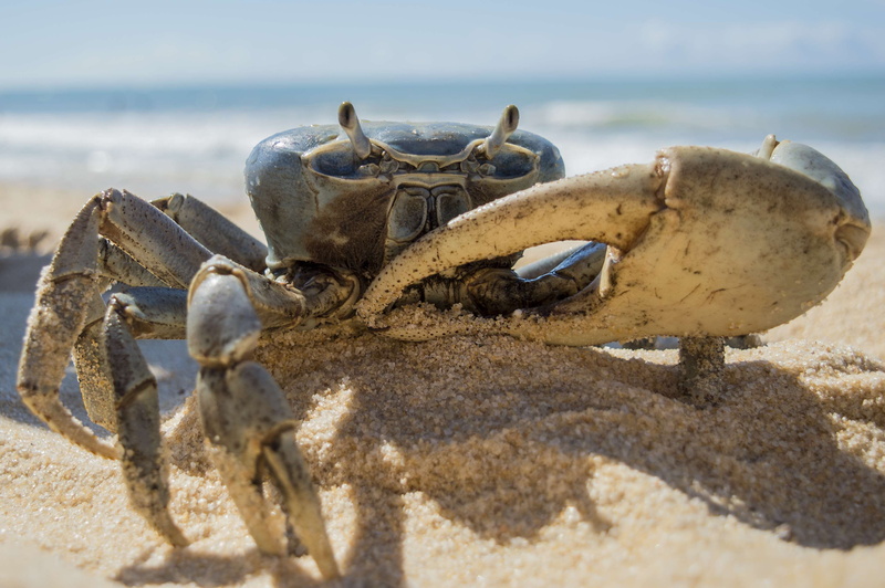 bone, animal body part, no people, ocean, marine, surface level, land, summer, tropic, portrait, recreation, shell, fish, leisure, crustacean, animal themes