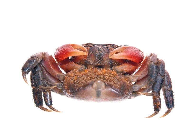 no people, nature, crab, marine, shellfish, crustacean, cut out, close-up, indoors, zoology, copy space, white background, isolated, leg, white, shell