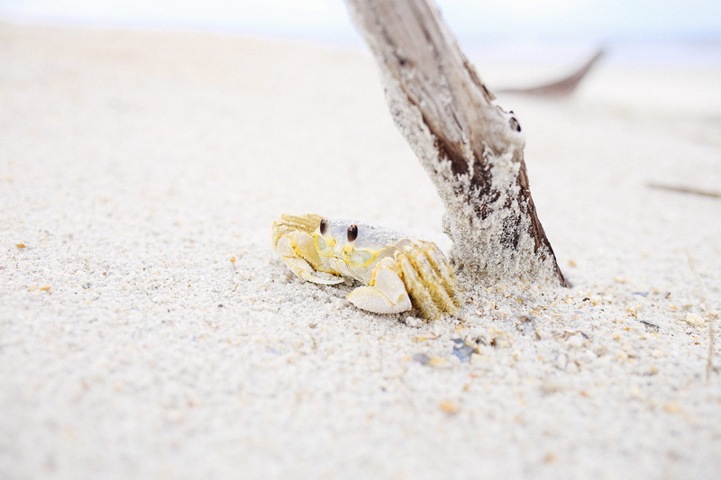 white, 2K, branch, shells, crabs, water, animal, crustacean, marine, crab, one animal, animal themes, cute, day, animal wildlife, crustaceans, selective focus