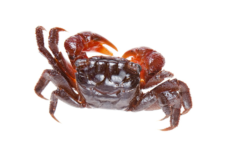 crab, claw, animal wildlife, white background, invertebrate, isolated, fruit, food, leg, full length, no people, food and drink, arthropod, indoors, studio shot