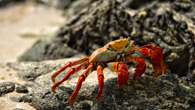 sea, beach, rock - object, outdoors, crab, shell, wildlife, shellfish, solid, sand, crustacean, shore, day, no people, one animal, sea life, marine, 5K