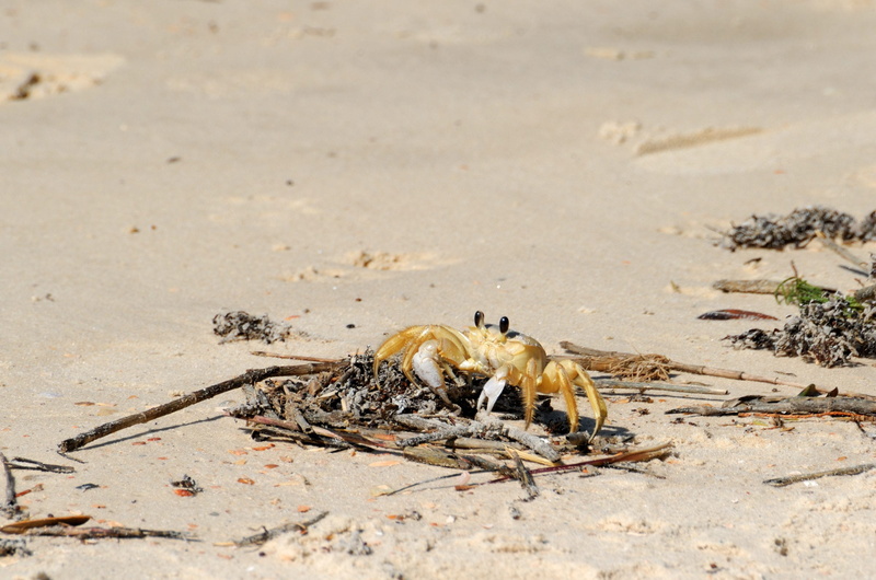 claw, environment, Nature, shell, sunlight, coastline, bird, crab, one animal, summer, land, tropical, marine, shore, bone, Sand Crab, animal, no people