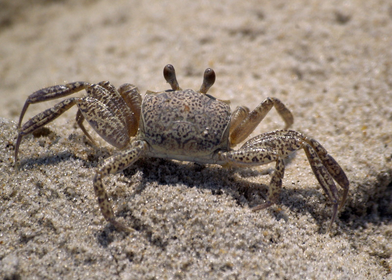 white, wildlife, outdoors, animal body part, Sea, 2K, one animal, marine, Beach, animal, animal themes, White, day, sea, crustacean, coastline, crab, land