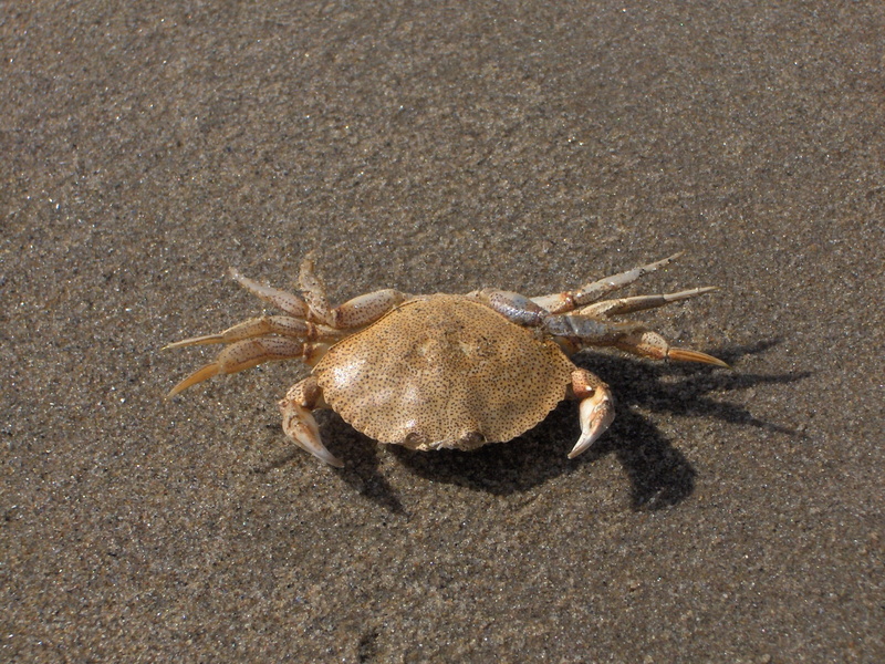 nature, land, marine, day, no people, animal, Crab, pincers, Sand, beach, water, animal Shell, claw, one animal, animal themes, wild, animals in the wild