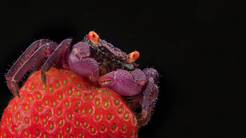 water, 1080P, close-up, nature, indoors, animal wildlife, studio shot, sea, weevil, pink color, animals, one animal, underwater, black background, animal