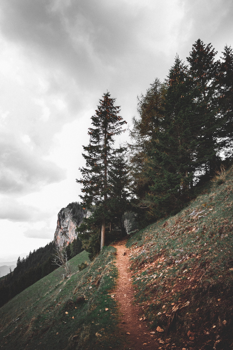abies, road, tree, conifer, non-urban scene, growth, day, forest, slope, moody trail, land, stones, pine tree, gravel, tranquil scene, fir, cloud - sky
