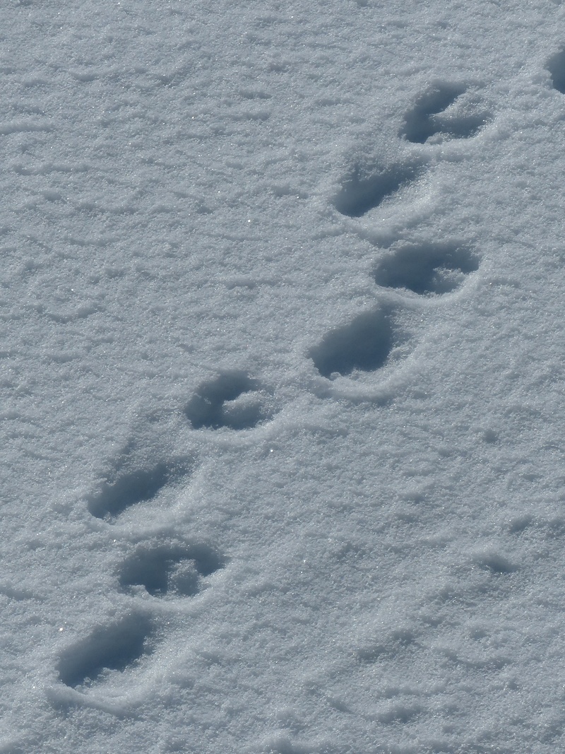 cold temperature, full frame, animal track, no people, outdoors, snow, high angle view, spitsbergen, nature, polar bears, backgrounds, covering, field