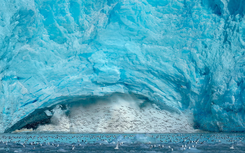 1080P, ice, birds, Spitsbergen