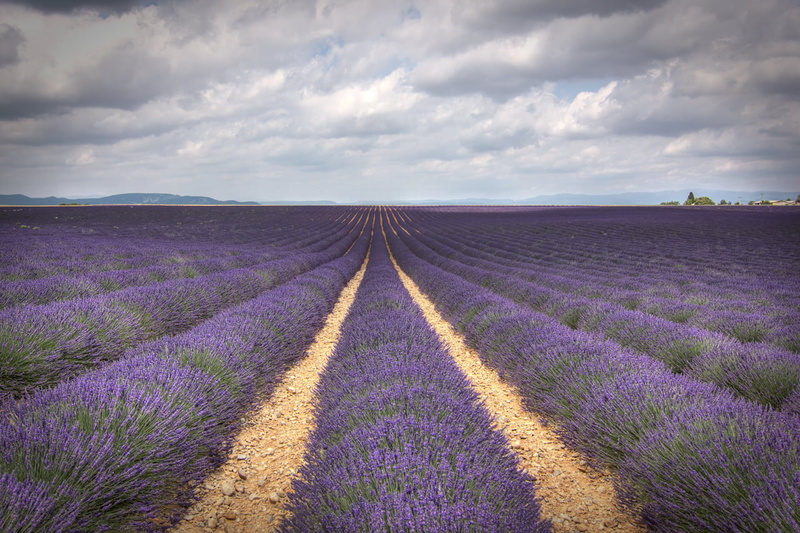 Lavender, farm, landscaped, grass, rural Scene, valensole, stripes, salva, springtime, france, plateau De Valensole, Moustiers-Sainte-Marie, beauty In Nature