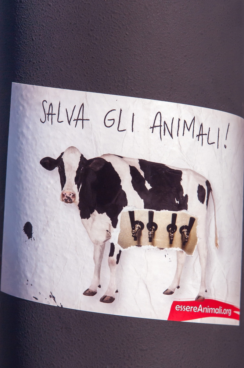 milk, vegetarian, cat, animal, white color, domestic, western script, veg, 2K, poster, day, dog, domestic animals, communication, save the animals, vegan