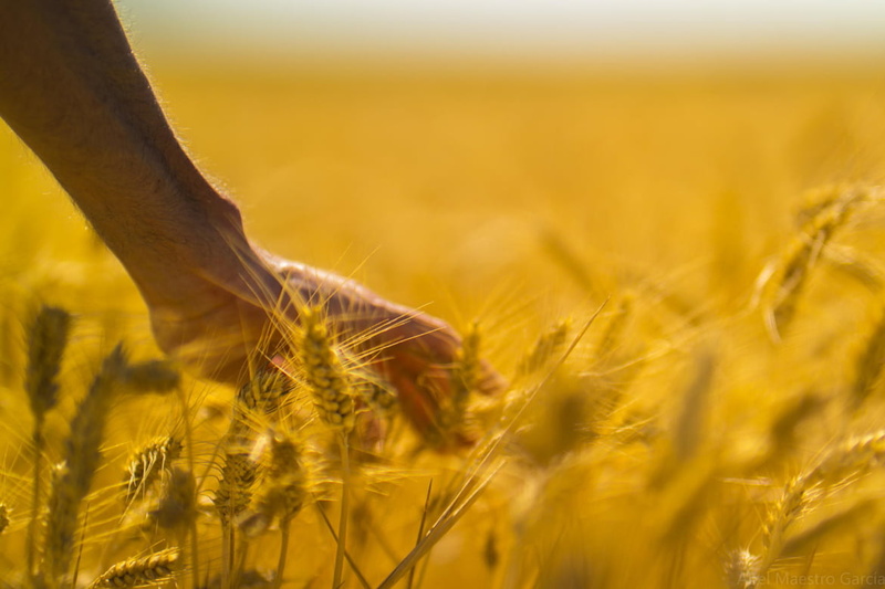 Gladiator, Sevilla, farm, gold Colored, food, rural Scene, nature, growth, barley, harvesting, field, wheat, 480P, ripe, España, plant, cereal Plant, brown