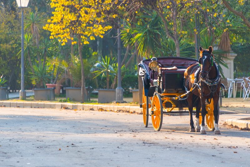 street, herbivorous, horse cart, vintage, livestock, vertebrate, park, tourism, plant, spain, domestic animals, animal wildlife, domestic, coach, animal