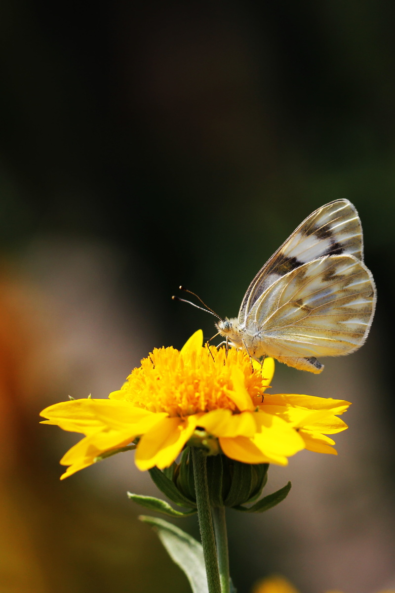 canon, White  Butterfly, White Butterfly, summer, bug, nature, beauty In Nature, animal Wing, petaled, photo, insect, animal, close, brown, 2K, butterfly - Insect