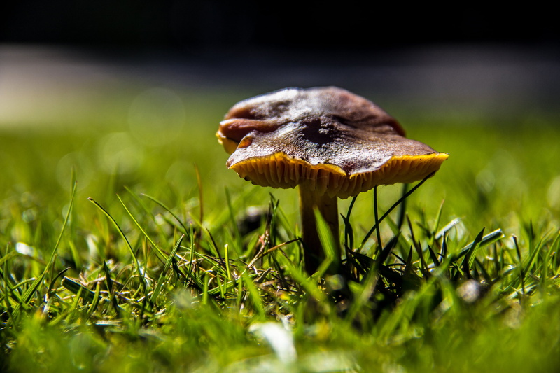 60D, macro, beside, Zapallar, forest, grass, green grass, Travel, II, CL, mushroom, Región de Valparaíso, green, Foto, plant, season, Argentina, Buenos Aires