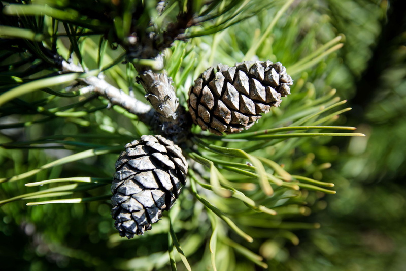 growth, no people, focus on foreground, canon, garden, leaf, beauty in nature, spring, freshness, close-up, day, 4K, plant, nature, food, coniferous tree