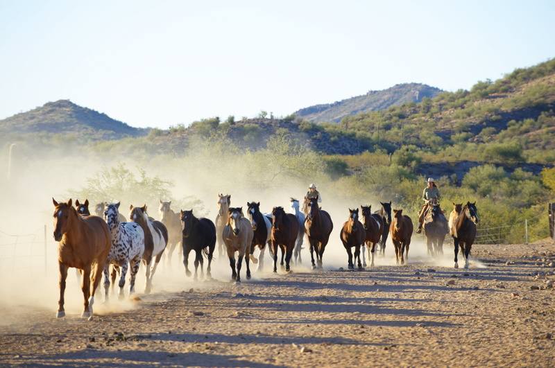 horse, nature, mountain, corral, herd, domestic animals, dust, sky, environment, landscape, domestic, large group of animals, mammal, Canon 60D, cowboys