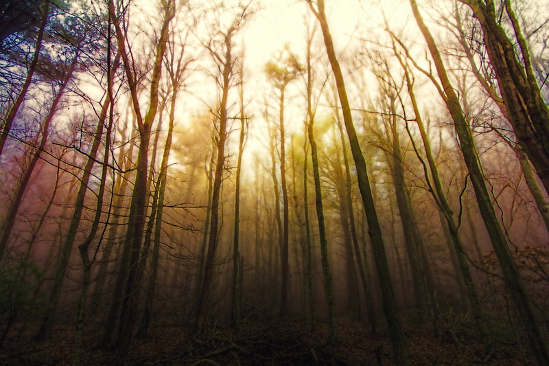 light - Natural Phenomenon, autumn  sky, photo, fog, Canon EOS 60D, mystery, cc, Walk, attribution, taken, daytime, sunbeam, sunlight, low, tree, woodland