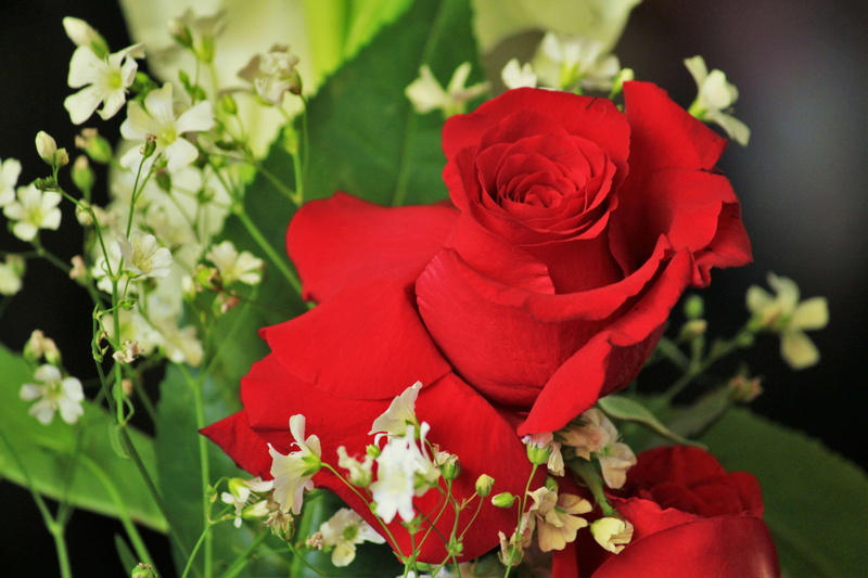60d, plant, beautiful flowers, fragility, flowering plant, focus, flower head, freshness, vulnerability, bouquet, inflorescence, close-up, nature, petal