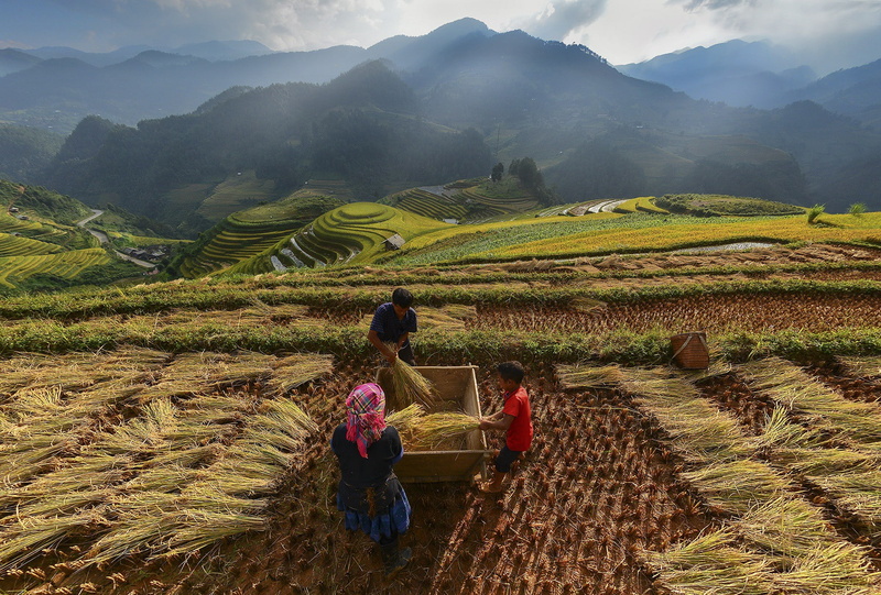 green, Cloud, 720P, Vietnam, Mountain, island, farmer, mucangchai, Golden, terrace