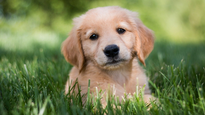 sitting, looking at camera, no people, 2K, golden retriever dog puppy, portrait, animal, dog, domestic animals, innocence, domestic, young animal, golden retriever