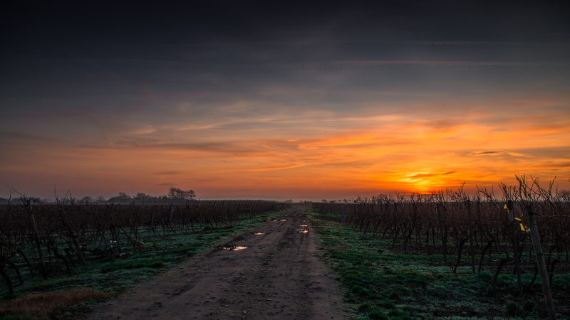 crop, direction, field, rural scene, scenics, diminishing perspective, sunset, scenics - nature, farm, photo, tranquil scene, beauty in nature, 4K, green