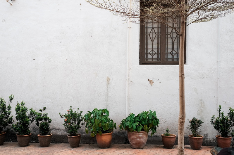 building, green, architecture, flower, green color, home, planter, side by side, pot, potted, bare, day, brown, plant, built structure, outdoors, building exterior