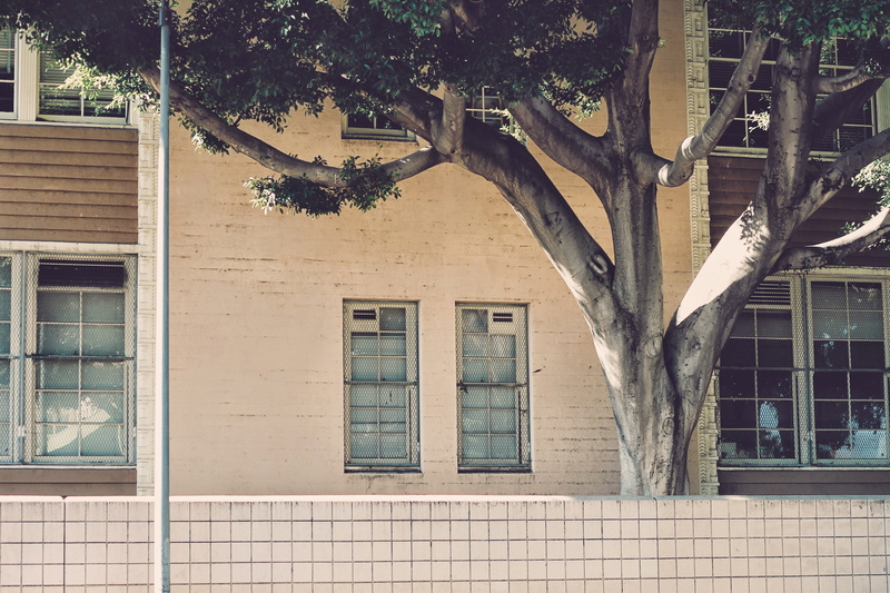 outdoors, architecture, brown, united states, day, tree trunk, city, hook, building exterior, built structure, potted plant, green, house, residential district